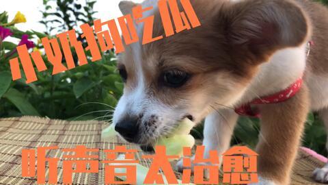吃瓜吃的小狗视频动画片,小狗的欢乐动画片之旅