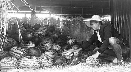 凤岭吃瓜群众事件视频,一场网络围观下的社会现象解析