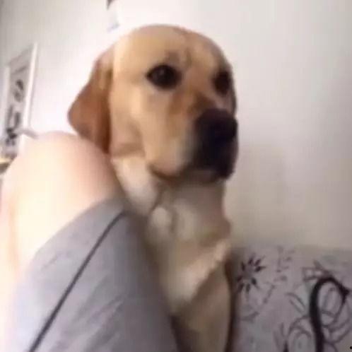 吃瓜拉布拉多打架视频,吃瓜群众现场围观