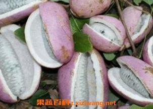 八月瓜要吐籽籽吃吗视频,美味果实如何食用