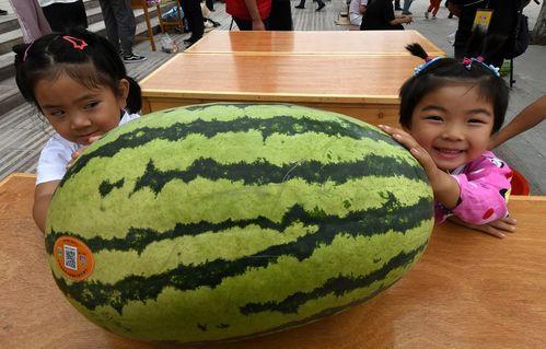去下野地吃瓜视频大全,探寻下野地特色美食之旅
