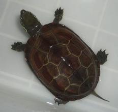 哈密瓜草龟可以吃吗视频,揭秘龟类美食新选择