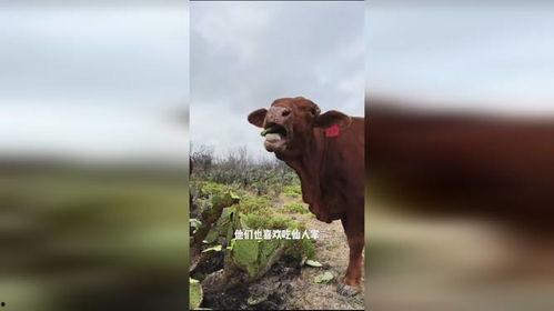 牛大瓜吃仙人掌视频播放,勇敢尝鲜，趣味横生的美食冒险