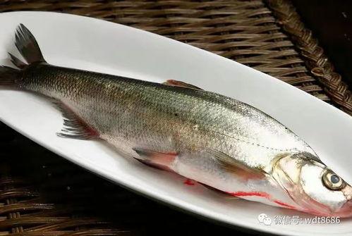 小女孩做鱼吃瓜视频,小女孩制作鱼食瓜视频，展现烹饪新风尚