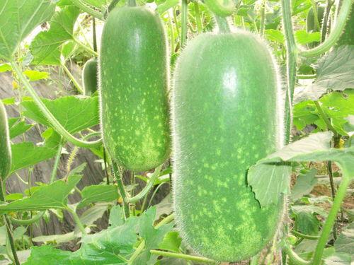 吃瓜撑肚子视频大全图片,趣味视频大盘点