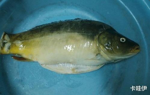 瓜宝鱼适合宝宝吃吗视频,宝宝辅食新选择，营养美味两不误