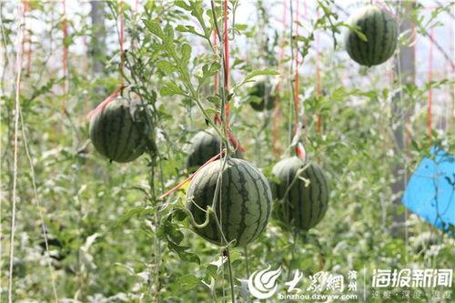 五一网红吃瓜事件视频大全,视频大全揭秘幕后真相