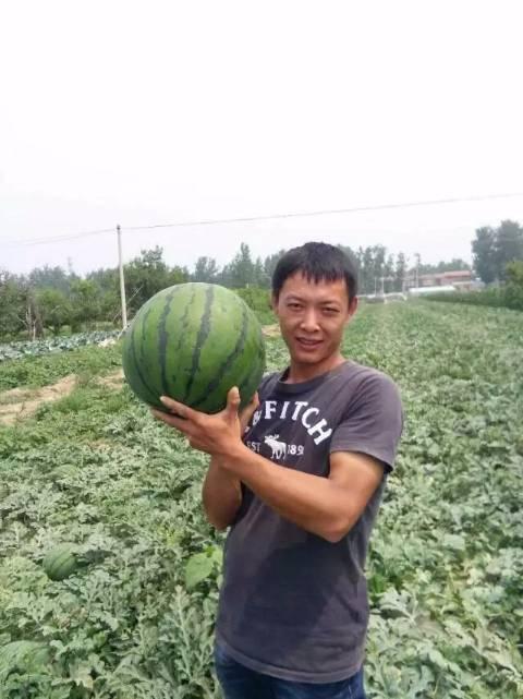 砀山县吃瓜事件视频,一场引发热议的网络视频风波