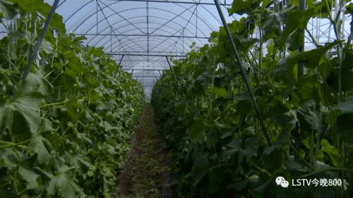 西昌吃瓜视频在哪儿看,西昌吃瓜视频观看攻略