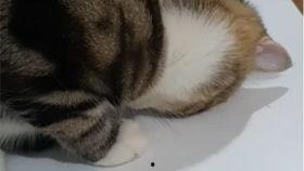 吃瓜埃及猫视频,萌态十足，网友直呼可爱爆表！