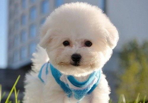 比熊可以吃蒲瓜吗视频,蒲瓜的适宜性探讨