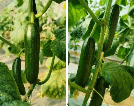 乳瓜长芽可以吃吗视频,揭秘安全食用指南