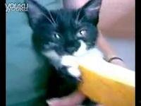 猫吃哈密瓜小猫能吃吗视频,小猫能否模仿大猫的喜好？