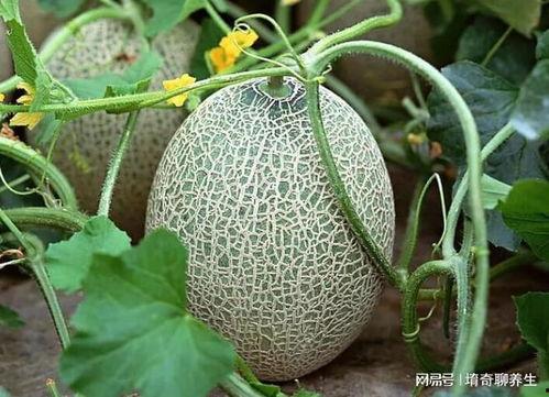 三月吃哈密瓜好吗视频讲解
