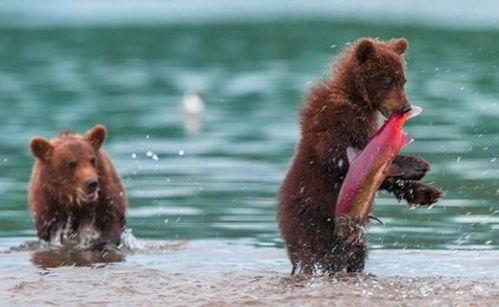 吃瓜小熊潜水视频大全