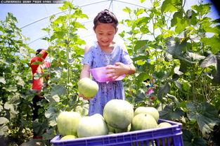 山工园吃瓜视频完整版下载,完整版下载背后的故事