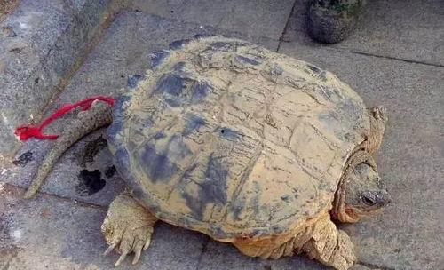 吃瓜神秘物种视频大全,吃瓜视频大全大揭秘