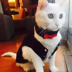 小白猫吃瓜视频全集,全程萌态，笑料连连