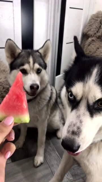 吃瓜二哈的视频,笑料百出，萌态可掬！