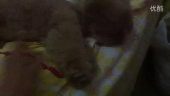 姐姐吃瓜完整视频,全程精彩瞬间回顾