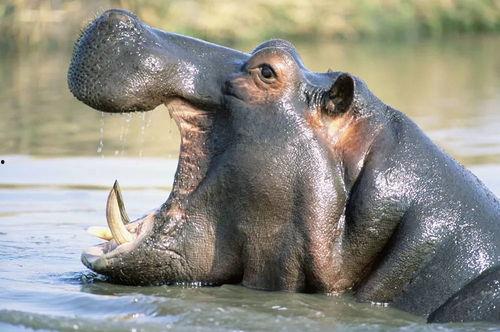 河马吃吊瓜视频大全集播放,趣味视频大盘点