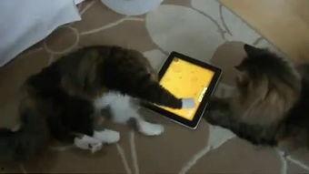 边吃瓜边哭搞笑视频大全