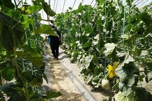 群众早上吃瓜视频,揭秘群众热传的吃瓜视频