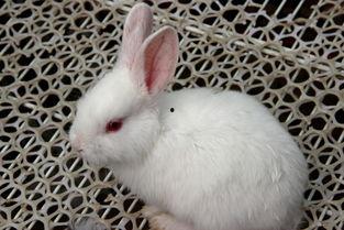 宠物兔吃瓜视频在线观看,在线观看宠物兔欢乐时光