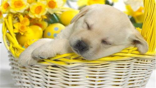 小狗吃瓜噎到了视频,萌态可掬引网友热议