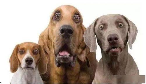 狗瓜儿怎么吃最好吃视频,视频教你如何烹饪最佳口感