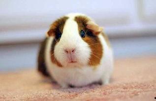 豚鼠会吃小瓜吗图片视频,揭秘它们对小瓜的喜爱程度