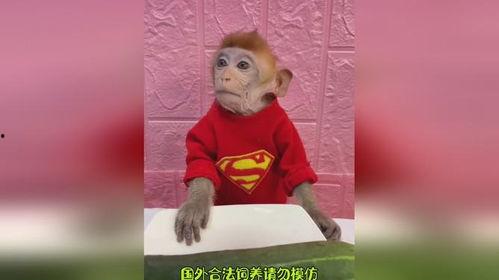 皮呦和猴哥视频吃瓜视频,揭秘网红吃瓜背后的娱乐风云