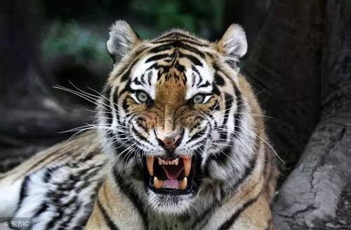 三只老虎吃瓜视频大全集,趣味视频全集回顾