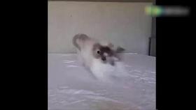 小猫吃瓜视频大全