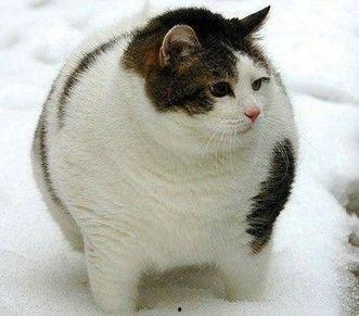 猫咪吃瓜配音视频素材,萌态十足！