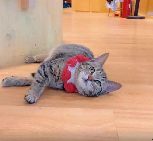 猫咖视频吃瓜事件