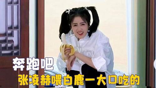 白鹿综艺吃瓜视频大全,盘点那些爆笑、感动、泪目的精彩瞬间